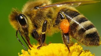 Как живут пчелы