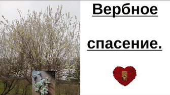 Вербное спасение.