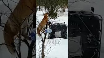 Лиса и сало