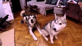 хаски психанул