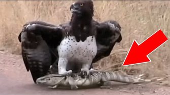 10 СЛУЧАЕВ СТРАННОГО ПОВЕДЕНИЯ ЖИВОТНЫХ