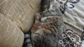 Видео_ Ваши снимки котиков. 2017г.