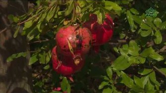 Возрождается монастырь на горе Катерлез