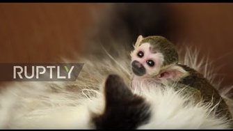 Russia: Cat adopts tiny baby squirrel monkey rejected by his mother
