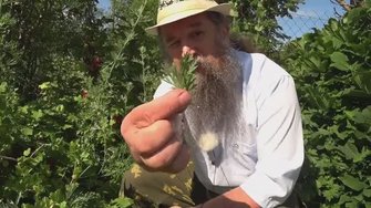 Святая полынь поднимает иммунитет!