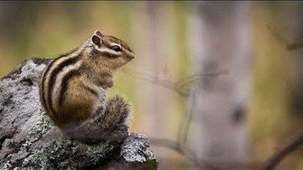 Смешные животные: бурундуки в уральском лесу