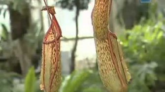 Псалом 99-й (вера,познание Бога, Иов,радость,хвала,молитва)