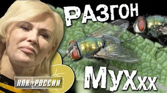 Сенатор-пчела Ковитиди или ювенальная операция "Разгон мух" (Михаил Чупахин)